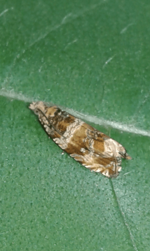 Celypha cespitana (Tortricidae)?  Celypha flavipalpana